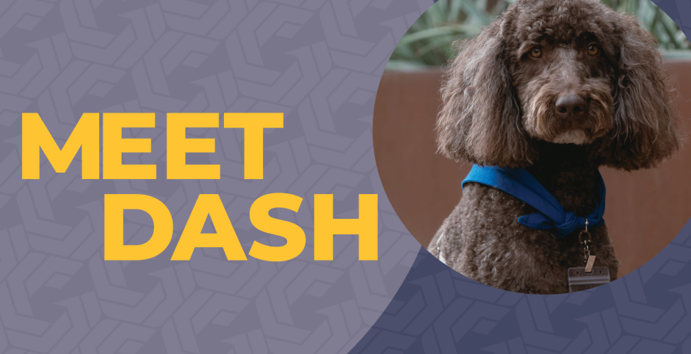 Brown curly-haired dog named Dash wearing a blue bandana and ID badge next to text that says 'Meet Dash'.