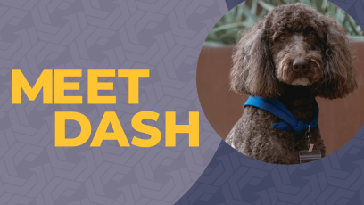 Brown curly-haired dog named Dash wearing a blue bandana and ID badge next to text that says 'Meet Dash'.