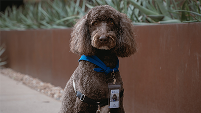 Dash, a chocolate brown labradoodle, wearing a GateWay id badge, sitting in front of metal planter with cacti