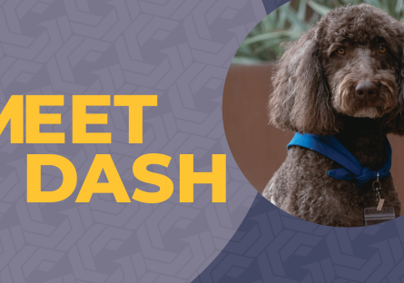 Brown curly-haired dog named Dash wearing a blue bandana and ID badge next to text that says 'Meet Dash'.