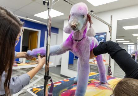 White and purple dog being professionally groomed