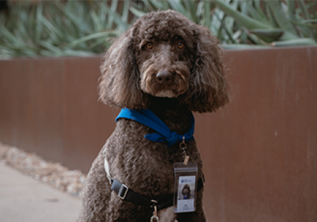 Dash, a chocolate brown labradoodle, wearing a GateWay id badge, sitting in front of metal planter with cacti