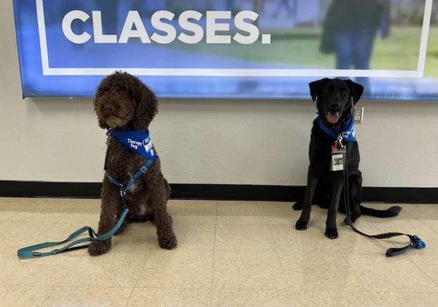 Brown and Black therapy dog named Dash & Presley