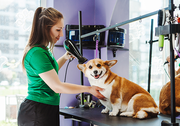 Woman wearing green shirt and black pants standing next to corgi
