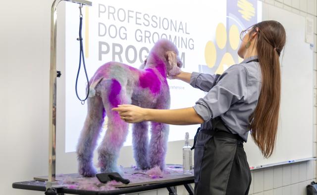Woman grooming purple poodle