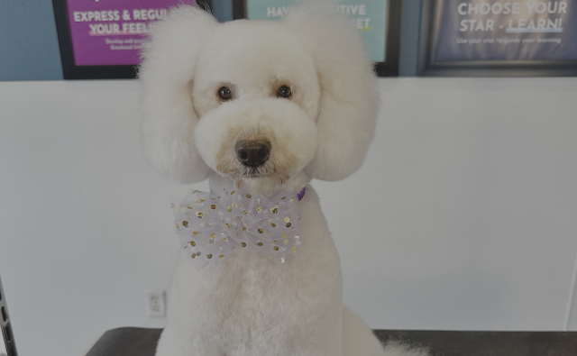White dog wearing purple bow