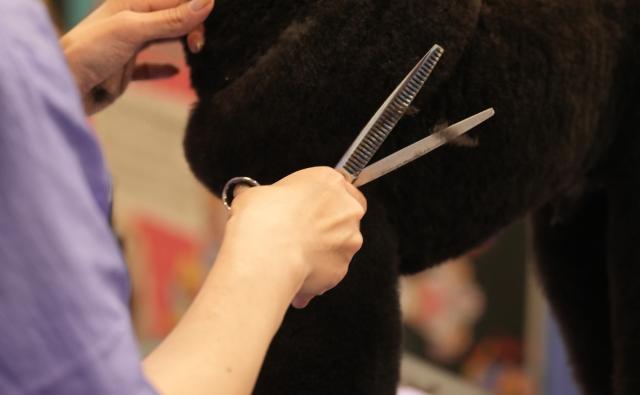 Black dog being groomed