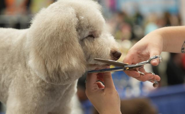 White small dog being groomed