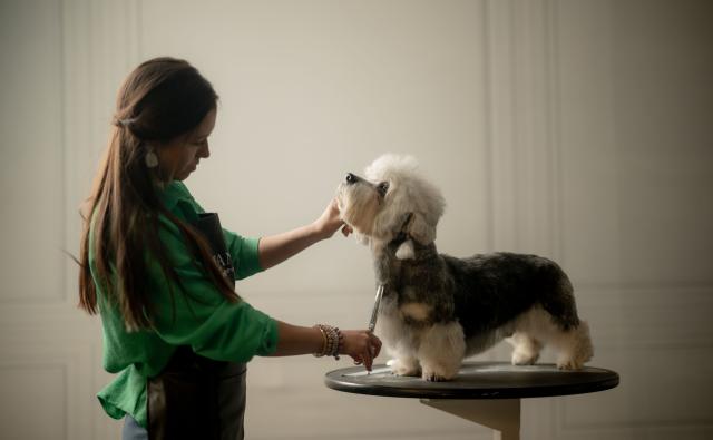 Woman grooming short white and grey dog